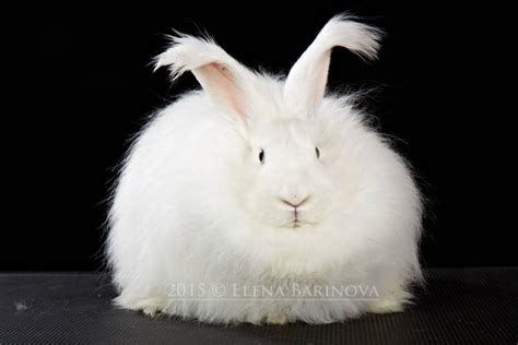 Angora rabbit in Russia / Ангорский кролик