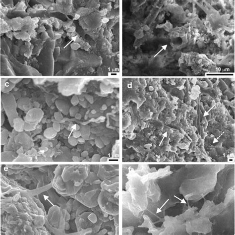 Scanning Electron Microscopy Photomicrographs Of The Laminite Facies