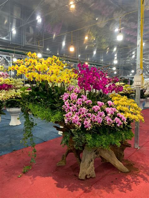 Nhi U D Ng Hoa Hot Nh Tuy T Mai O Ng Nh T T N Mini H T Kh Ch Ch Hoa T T