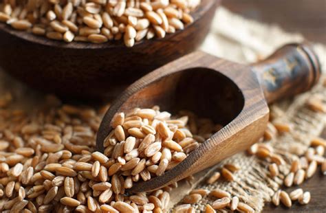 Полба - полезные и вредные свойства, история, состав, мифы и правда