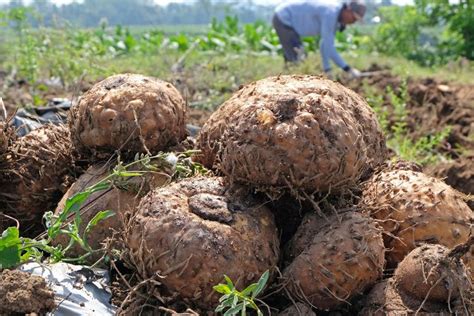foto berita foto porang komoditas andalan  depan halaman