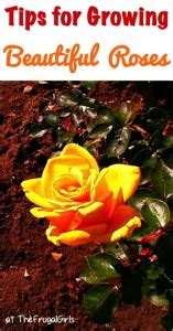 27 Rose Gardening Tips for Beginners to Pros!