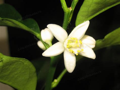 Ароматные комнатные растения - Домашние растения