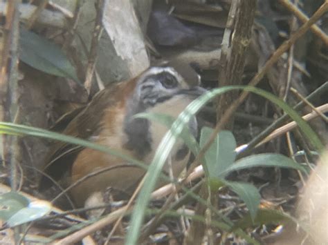 Greater Necklaced Laughingthrush From Tai Tam Country Park Quarry Bay