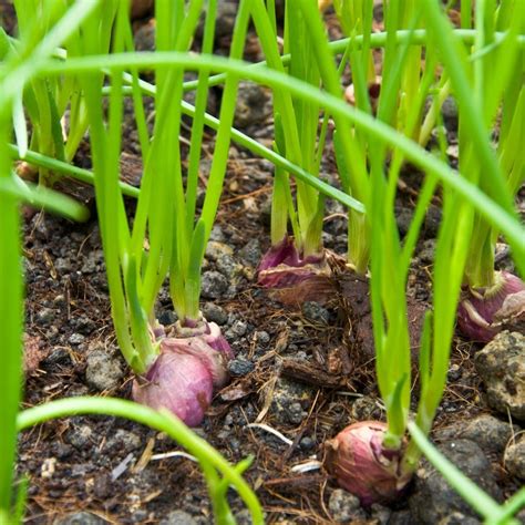 Red Shallot (Bulb) | The Seed Collection