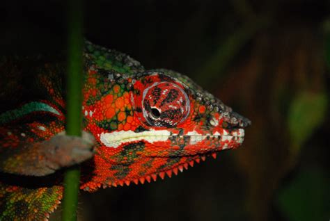 10 Things You Didn’t Know About Chameleons » TwistedSifter