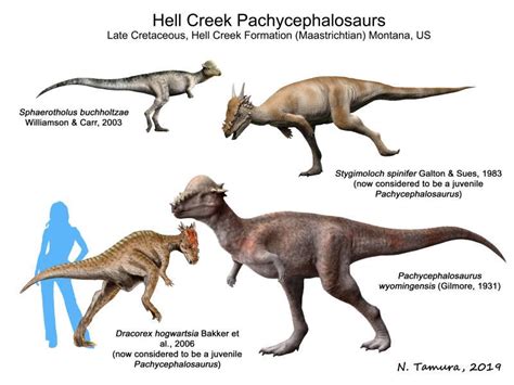 Pachycephalosaurus Size