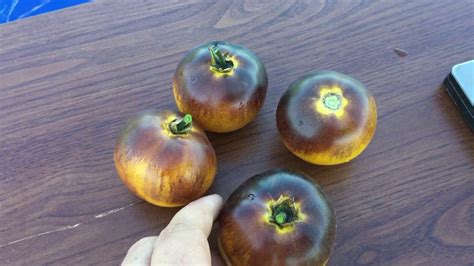 Томат ШОКОЛАДНЫЙ МАРМЕЛАД - YouTube