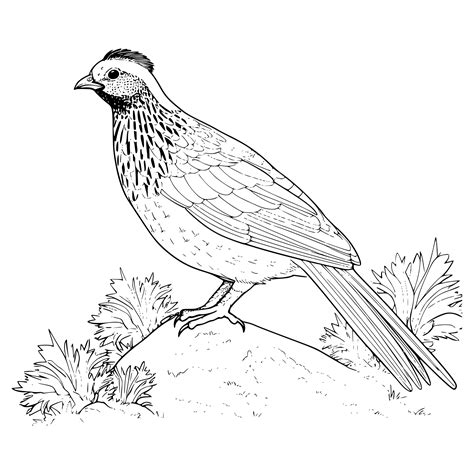 Quail Coloring Sheet Designed For Kids Vector, Quail Coloring Page