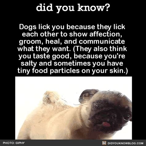 Did You Know Facts About Puppies