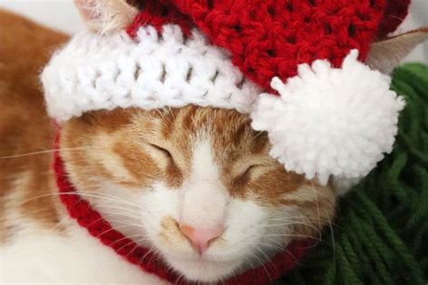 Santa Hat For Cats Pawsomecrochet