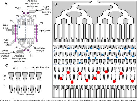 Figure 2 From Mechanism For Cell Separation Based On Size And