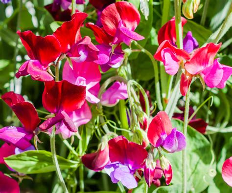 How To Harvest Sweet Pea Seeds With Expert Advice Homes And Gardens
