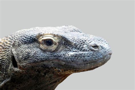 Komodo Dragon Native To Indonesia Stock Photo - Image of woodland