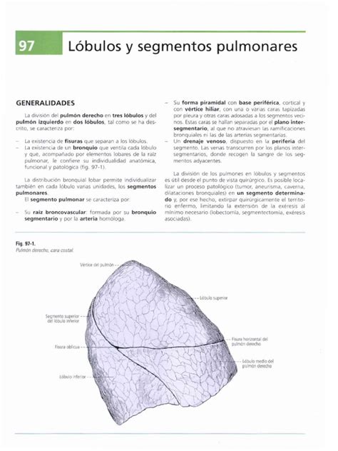 Lóbulos Y Segmentos Pulmonares Pdf Pulmón Anatomia Animal