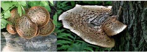 20 Common Mushrooms Found In Iowa 2025 Bird Watching Hq