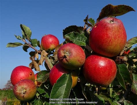 Apple Malus Domestica Falstaff In The Apples Database