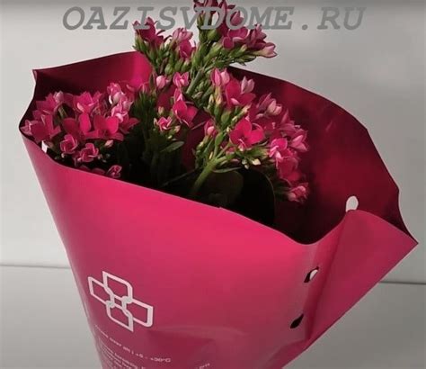 Как ухаживать за каланхоэ в домашних условиях после покупки: уход ...