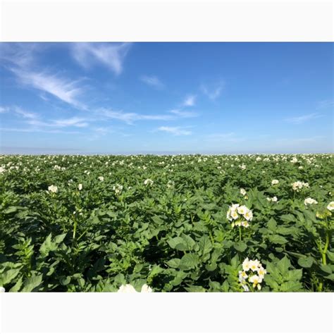 Продам насіння картоплі, картофель, бульба — Agro-Ukraine