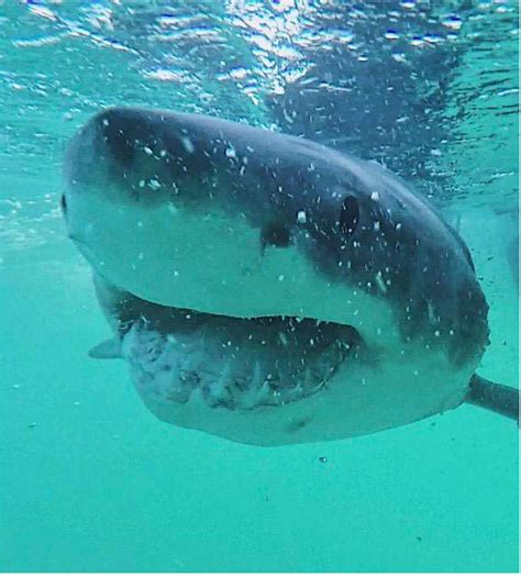 Great white shark diet surprises scientists