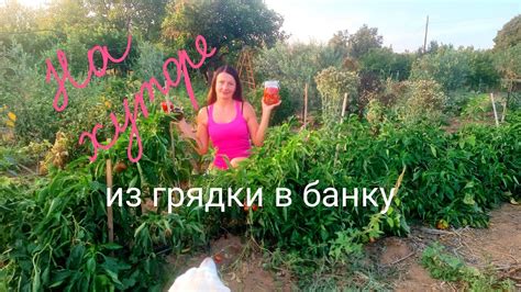 46. Готовимся к сбору оливок. Варим джем из чили. - YouTube