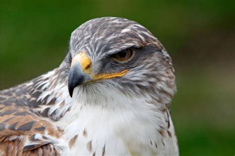 11 Hawks In California