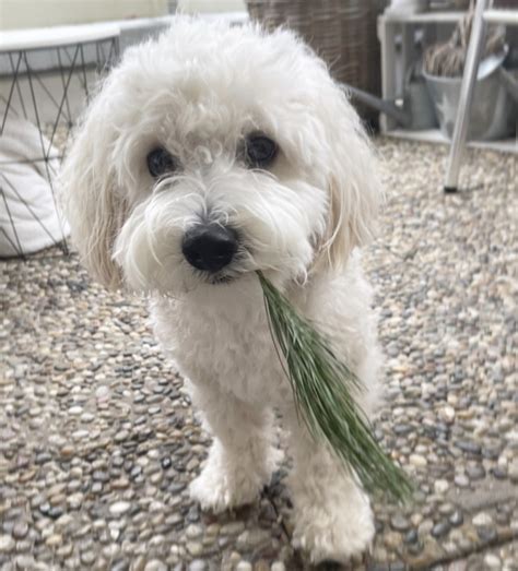 White Maltipoo Full Grown