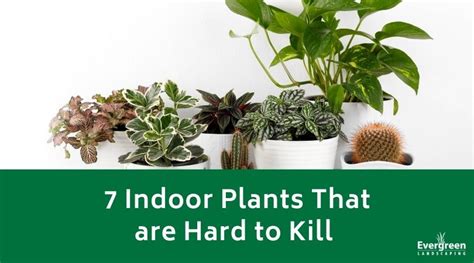 7 Indoor Plants That Are Hard To Kill Evergreen Landscaping