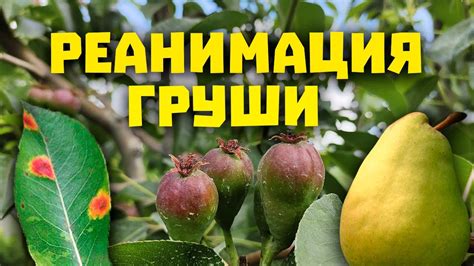 Реанимация груши! Как вылечить ржавчину на груше, что делать прежде ...