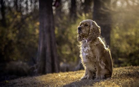 Download Wallpapers American Cocker Spaniel Forest Brown Spaniel