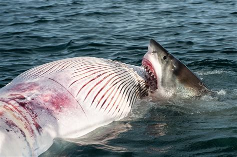 Great White Shark Prey