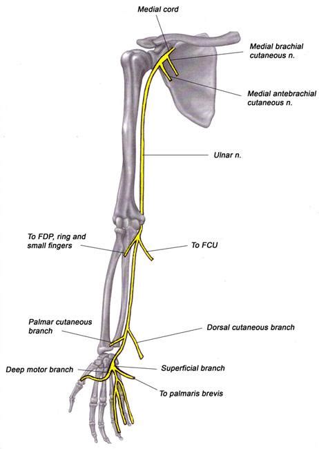 Ulnar Nerve Entrapment at the Elbow (Cubital Tunnel Syndrome ...
