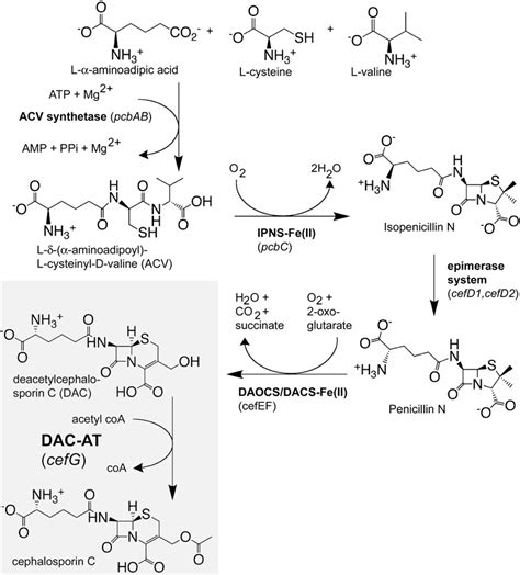 Figure From The Last Step In Cephalosporin C Formation Revealed