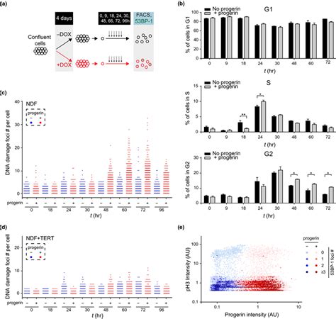 Progerininduced Dna Damage Occurs In Late Sphase And Is Associated