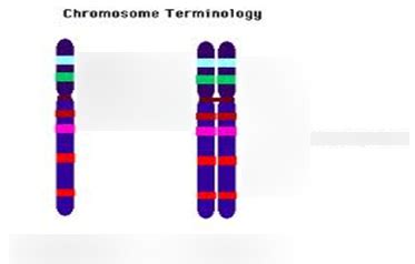 Genetics 1 Diagram | Quizlet