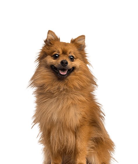 Kleine Keeshond Informatie Bazoeki Bazoeki
