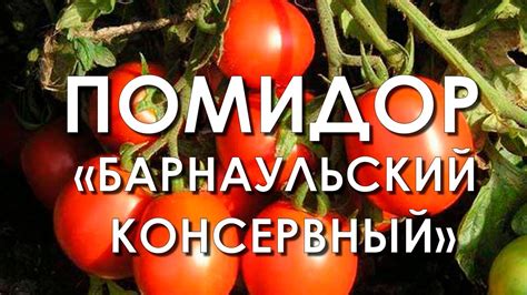 Обзор сорта помидора томата "Барнаульский консервный" (характеристики ...