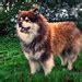 Finnish Lapphund Pictures and Informations - Dog-Breeds.com