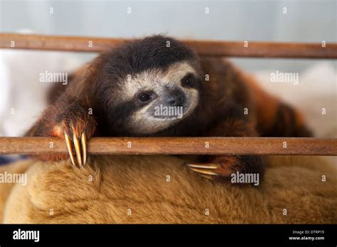 Baby Three Toed Sloth High Resolution Stock Photography and Images - Alamy