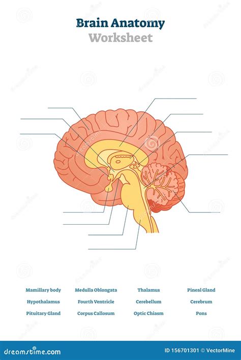 Hippocampus Anatomy Diagram Brooklynfaher