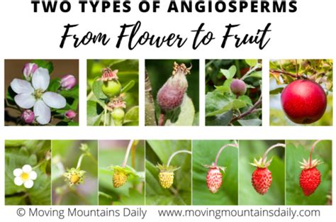 Angiosperm Magic, How a Flower Turns to Fruit - Moving Mountains Daily