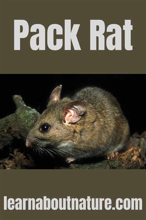pack rat rats pet rats rodents