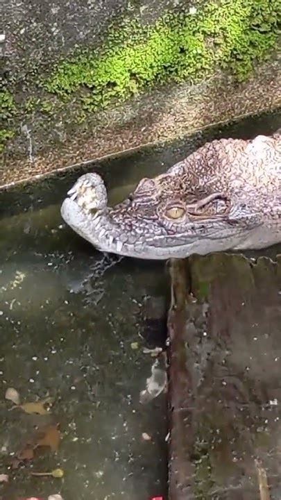 buaya sumbing kahmemeslucubuayahewansumbing youtube