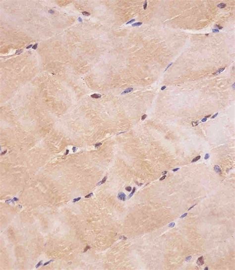 Smad Antibody Purified Mouse Monoclonal Antibody Mab Wb Ihc P If