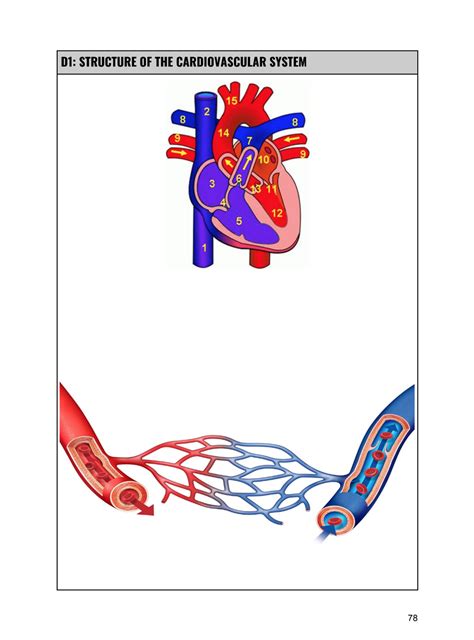 BTEC Sport - Revision Booklet (Unit 1) | Teaching Resources