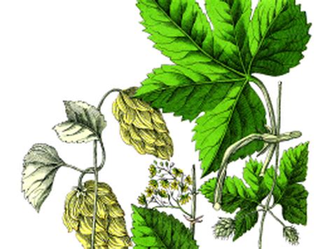 Chmel obecný - Bylinný Herbář