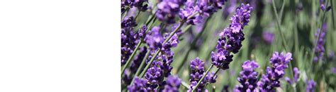 Calming Oil Archives Naked All Natural