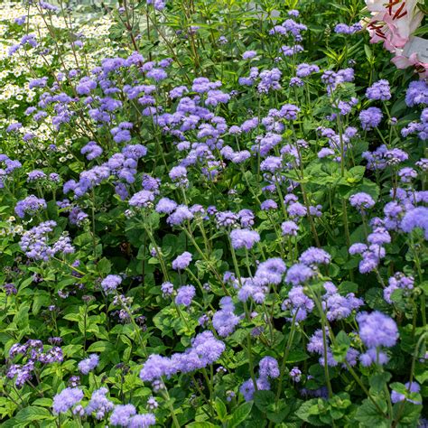 Ageratum 'Blue Horizon' F1 seeds - Ageratum houstonianum