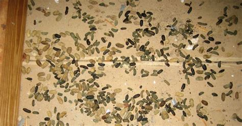 Squirrel Droppings In Your Insulation In Memphis TN?