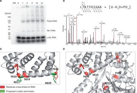 Proteinrna Cross Linking Results A Sds Page Separation Of